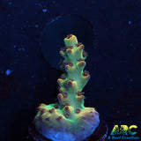 ARC 2020 Acro