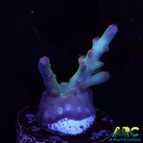ARC Joe Cool Acro