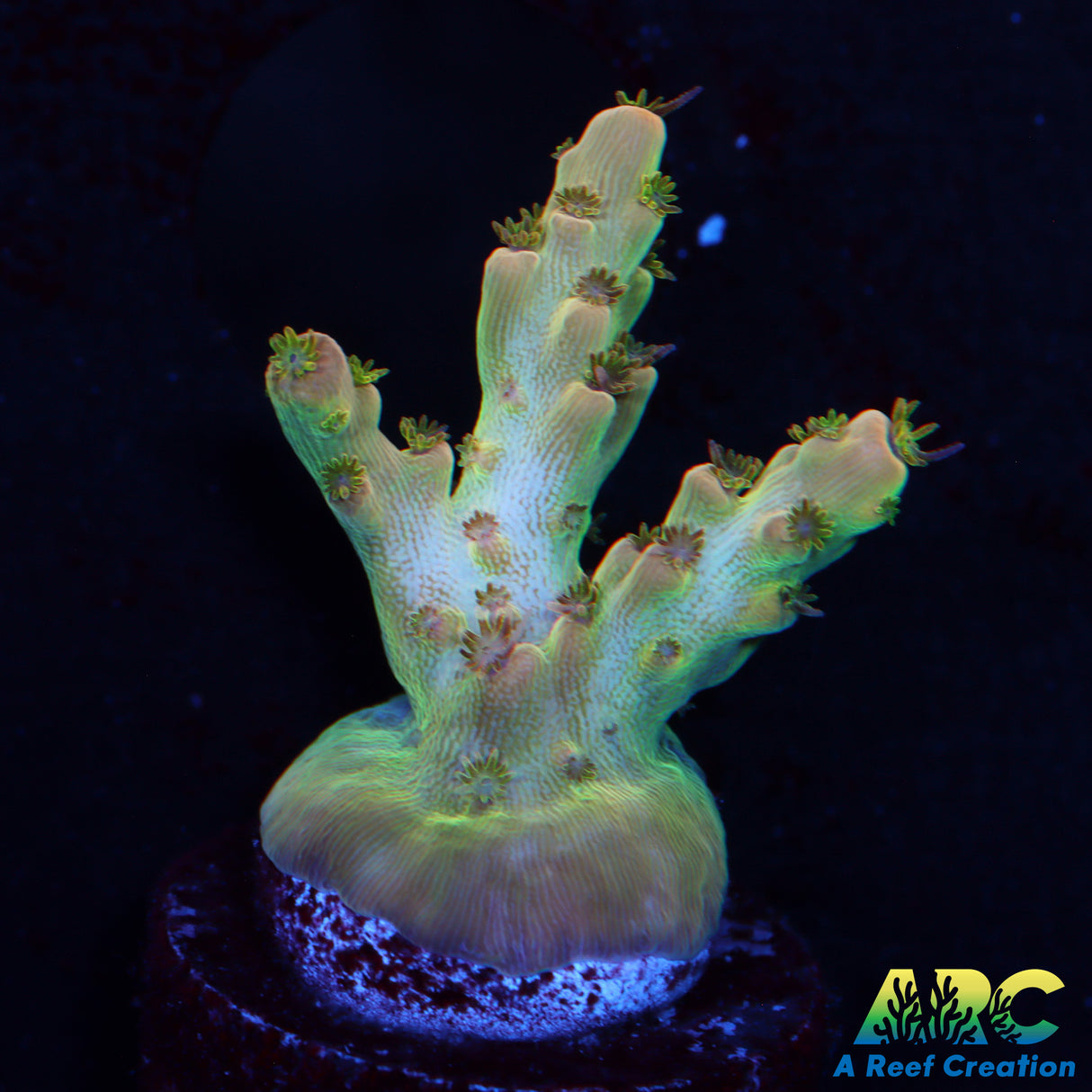 Greg's Unicorn Acro