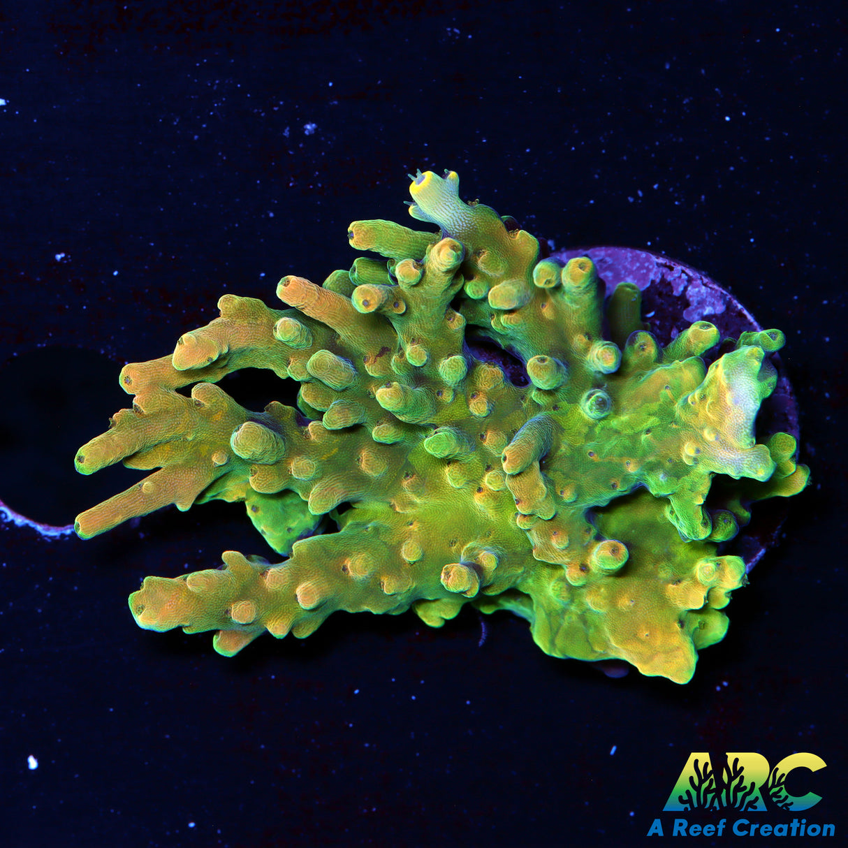 Large ARC Prince Acro