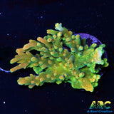 Large ARC Prince Acro