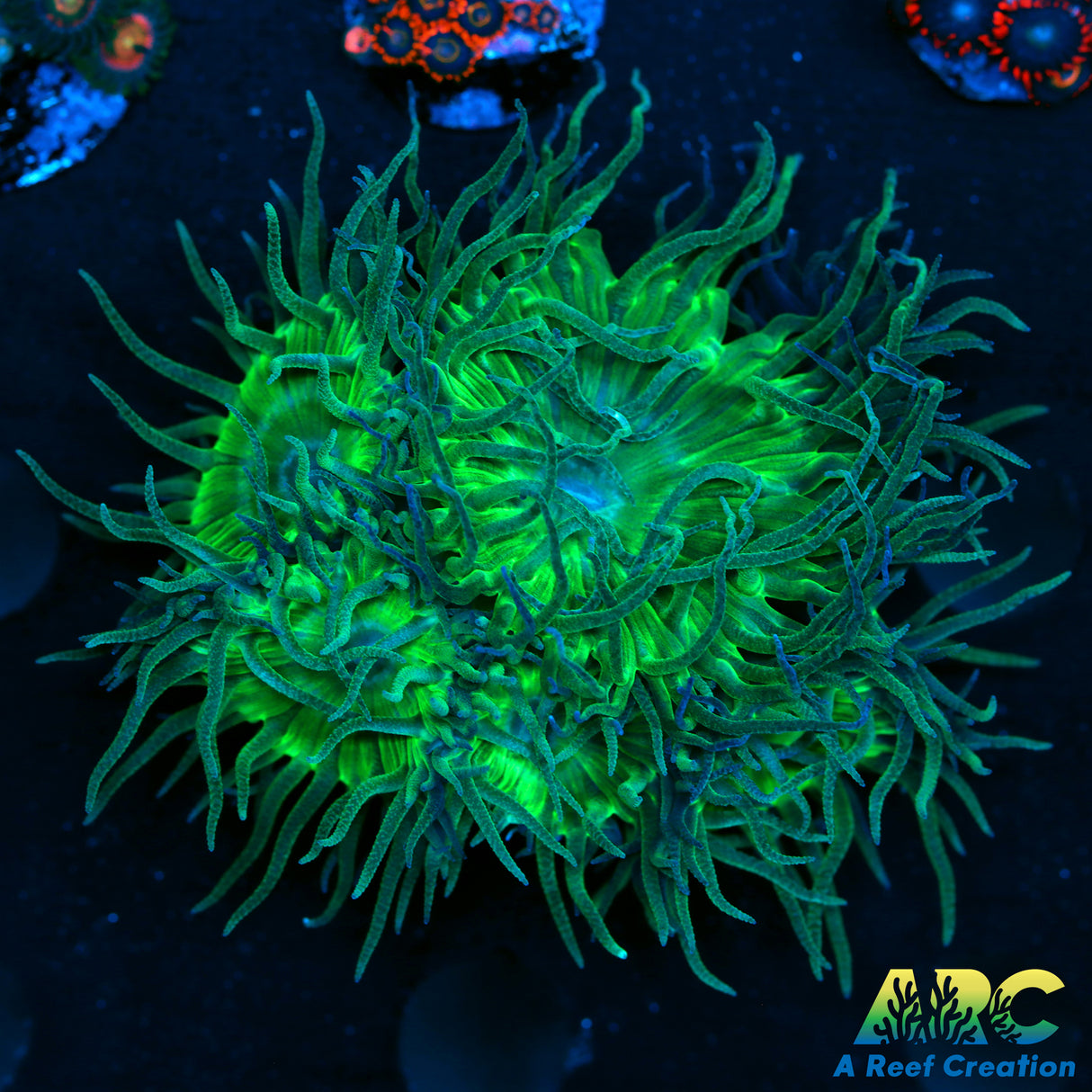Green Duncan