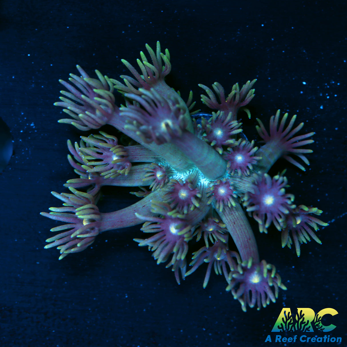 ARC Dirty Bubble Goni