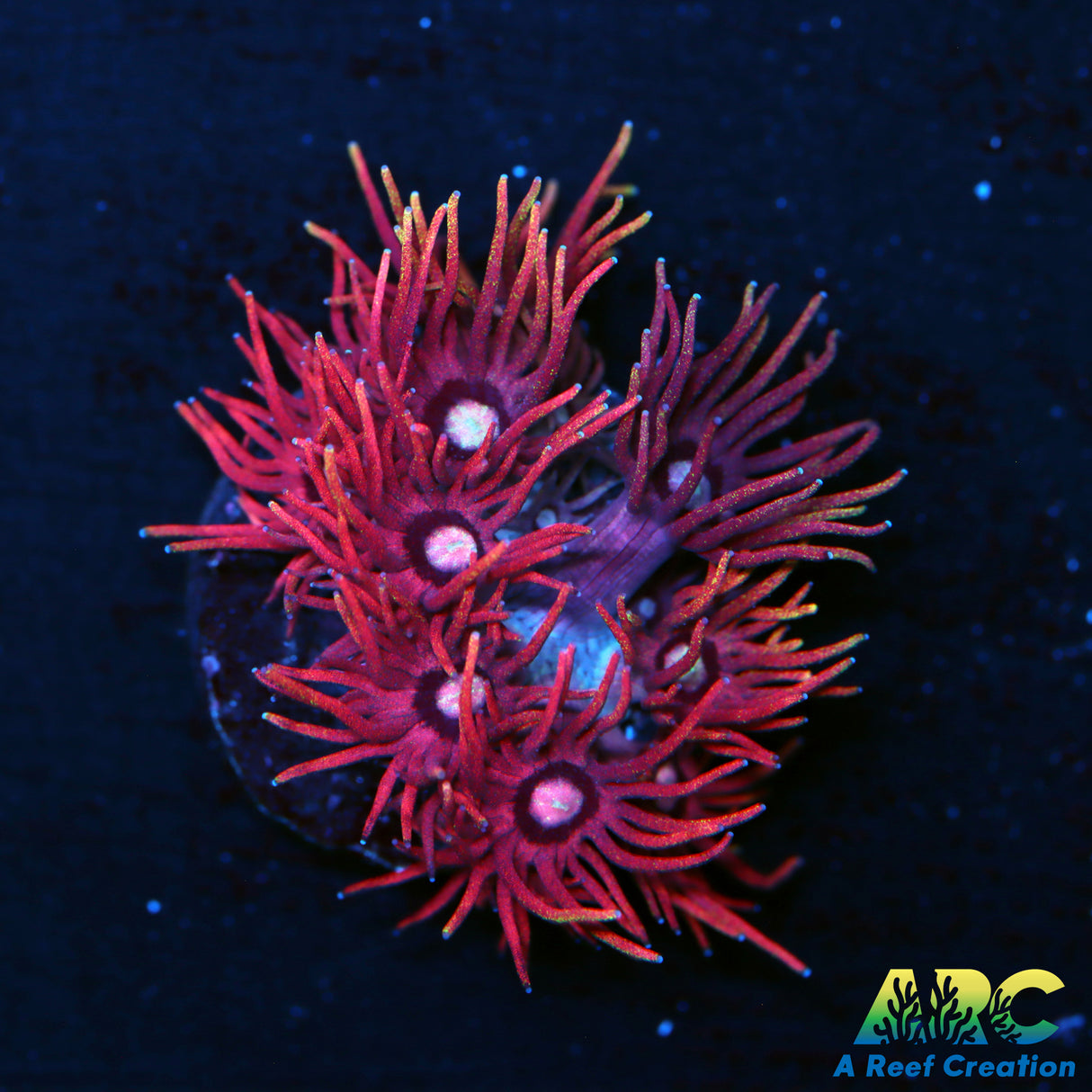 ARC Red Sparkler Goni