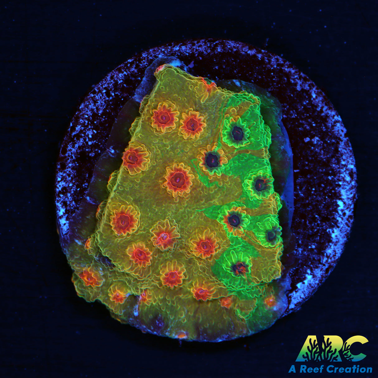 WWC Tutti Frutti Cyphastrea