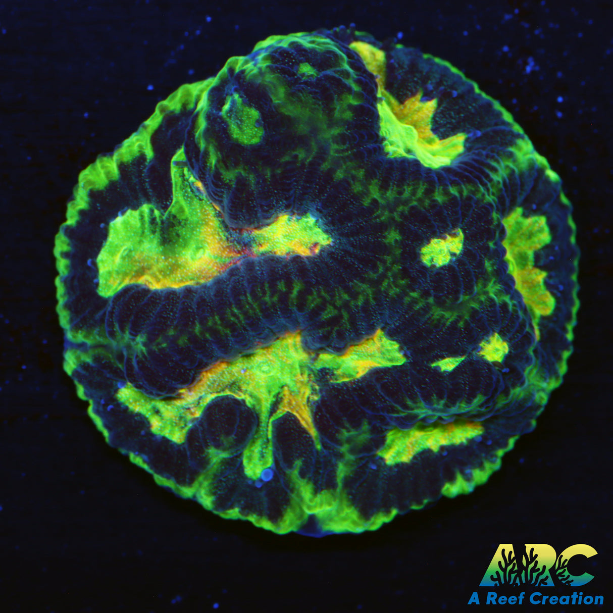 WWC Amazing Rainbow Platygyra