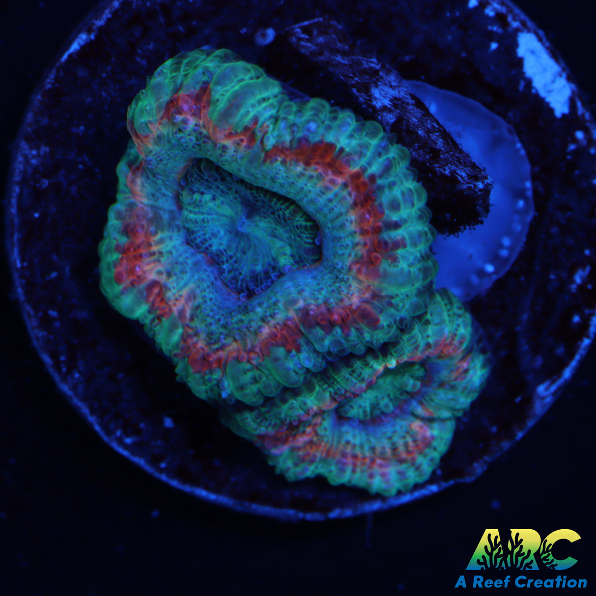 ARC Lavendar Acan