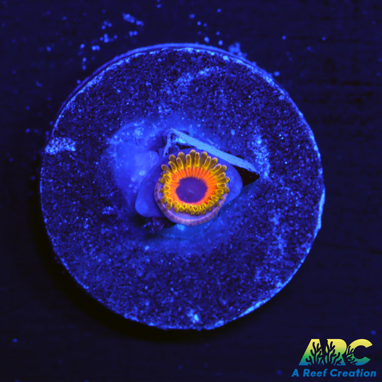 Great Owl Zoa