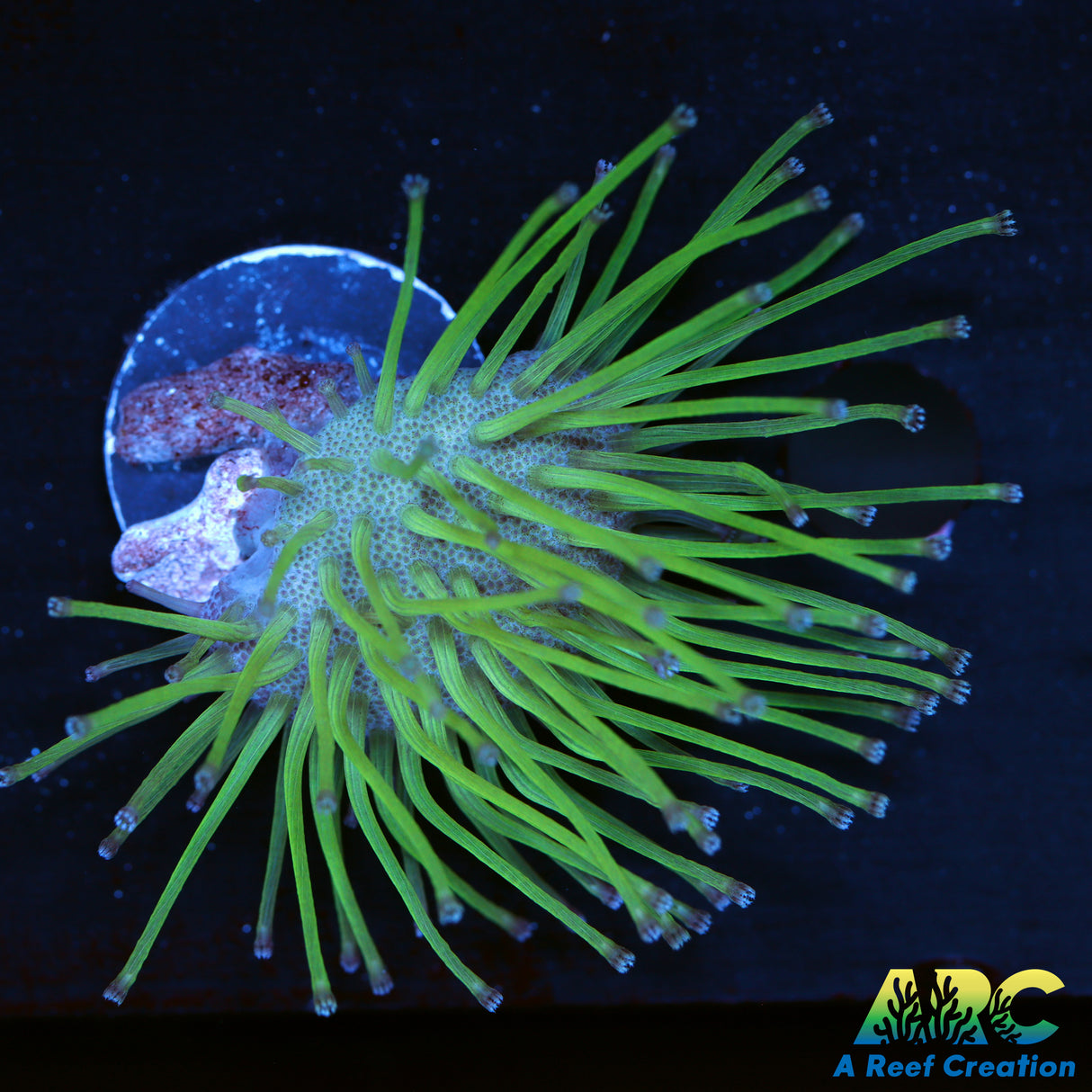 Green Long Polyp Toadstool
