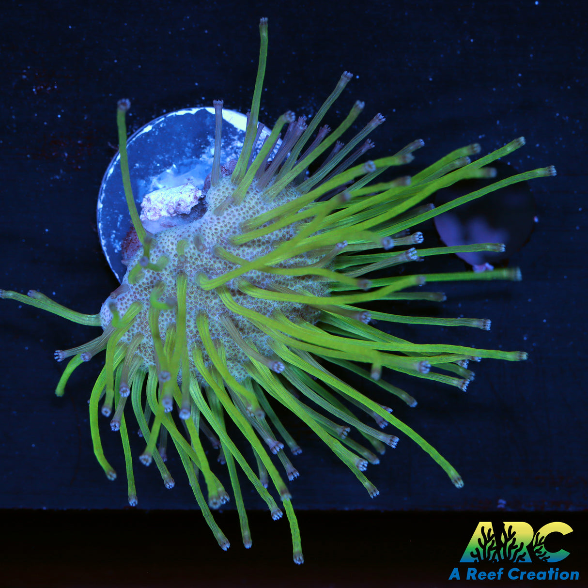 Green Long Polyp Toadstool