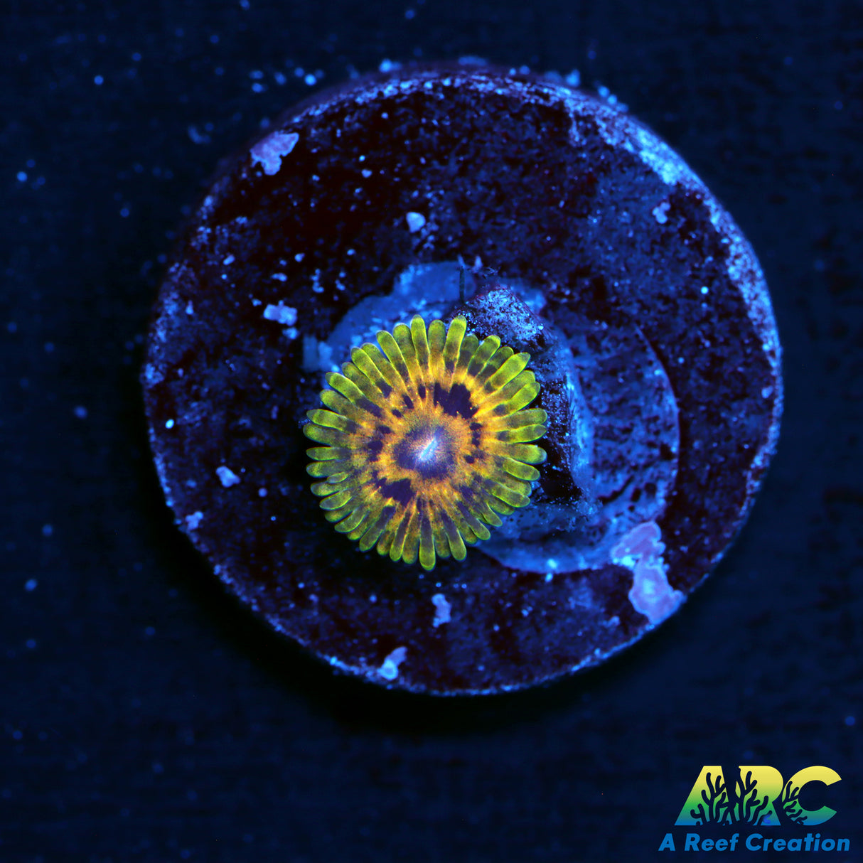ARC Adonis Zoa