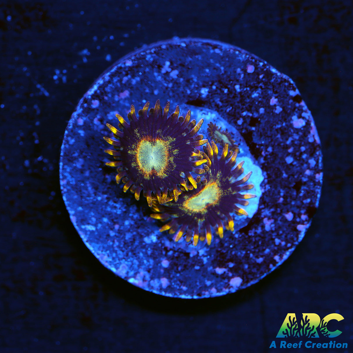 Murder Hornet Zoa
