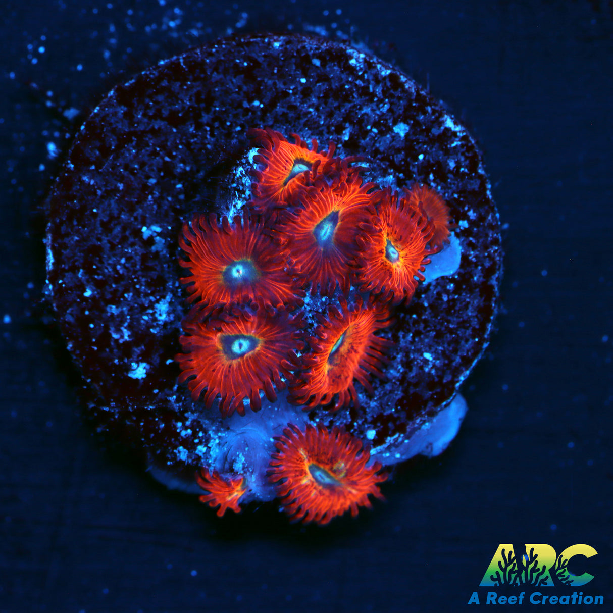 WWC Charmander Zoa