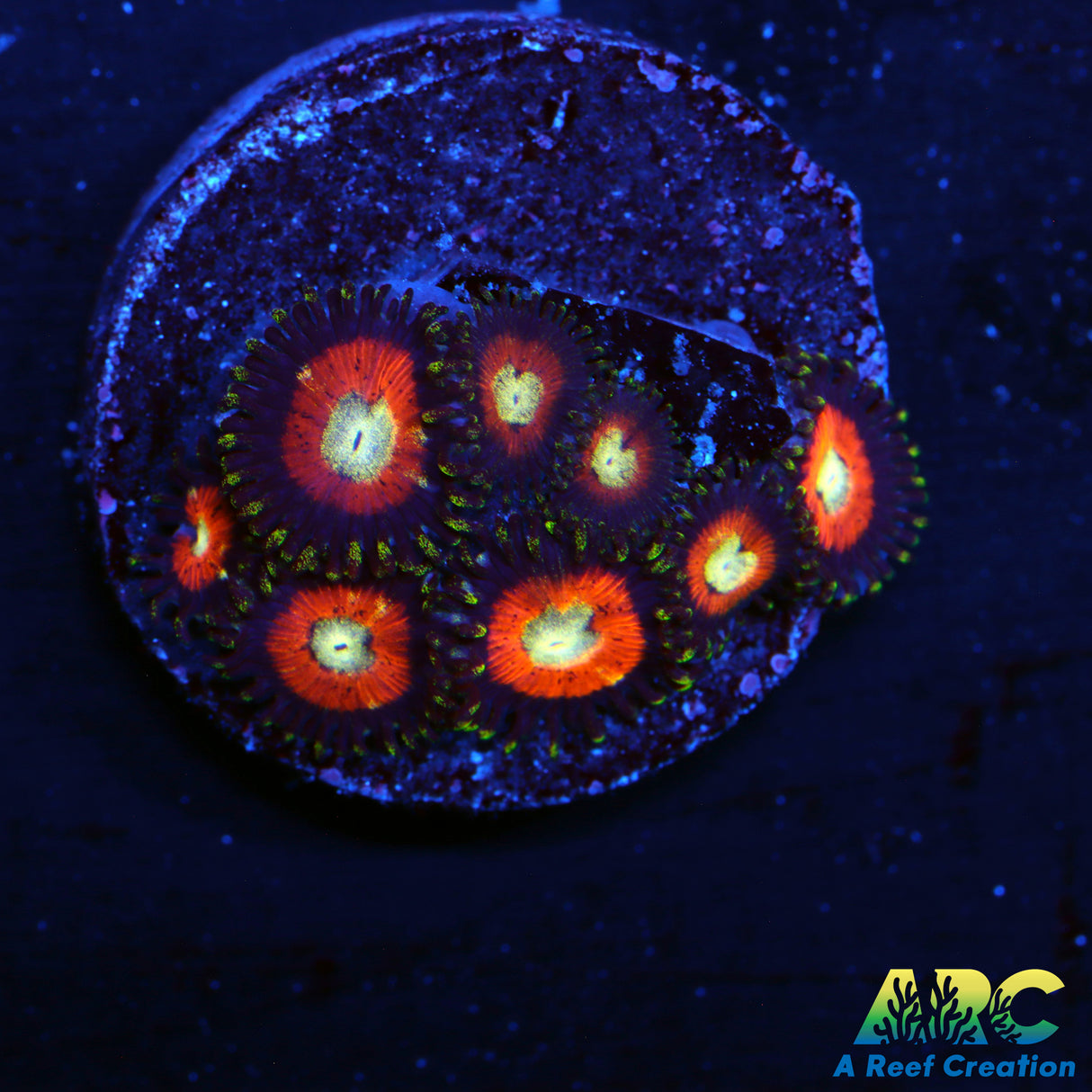 Dragon Ball Z Zoa