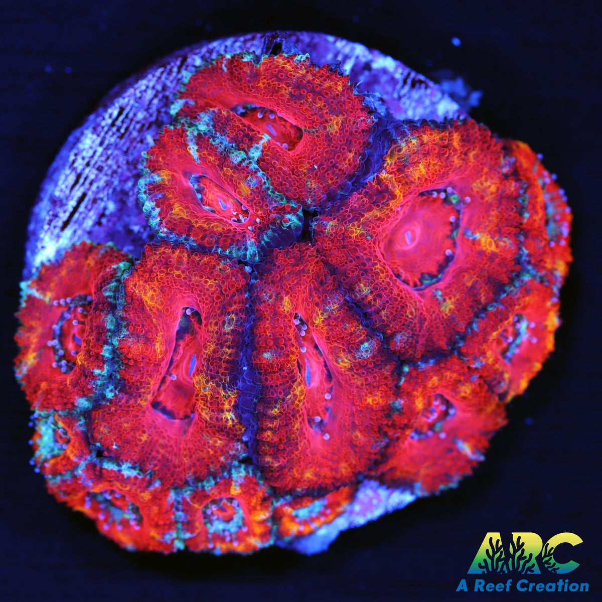 Red and Orange Acan – A Reef Creation