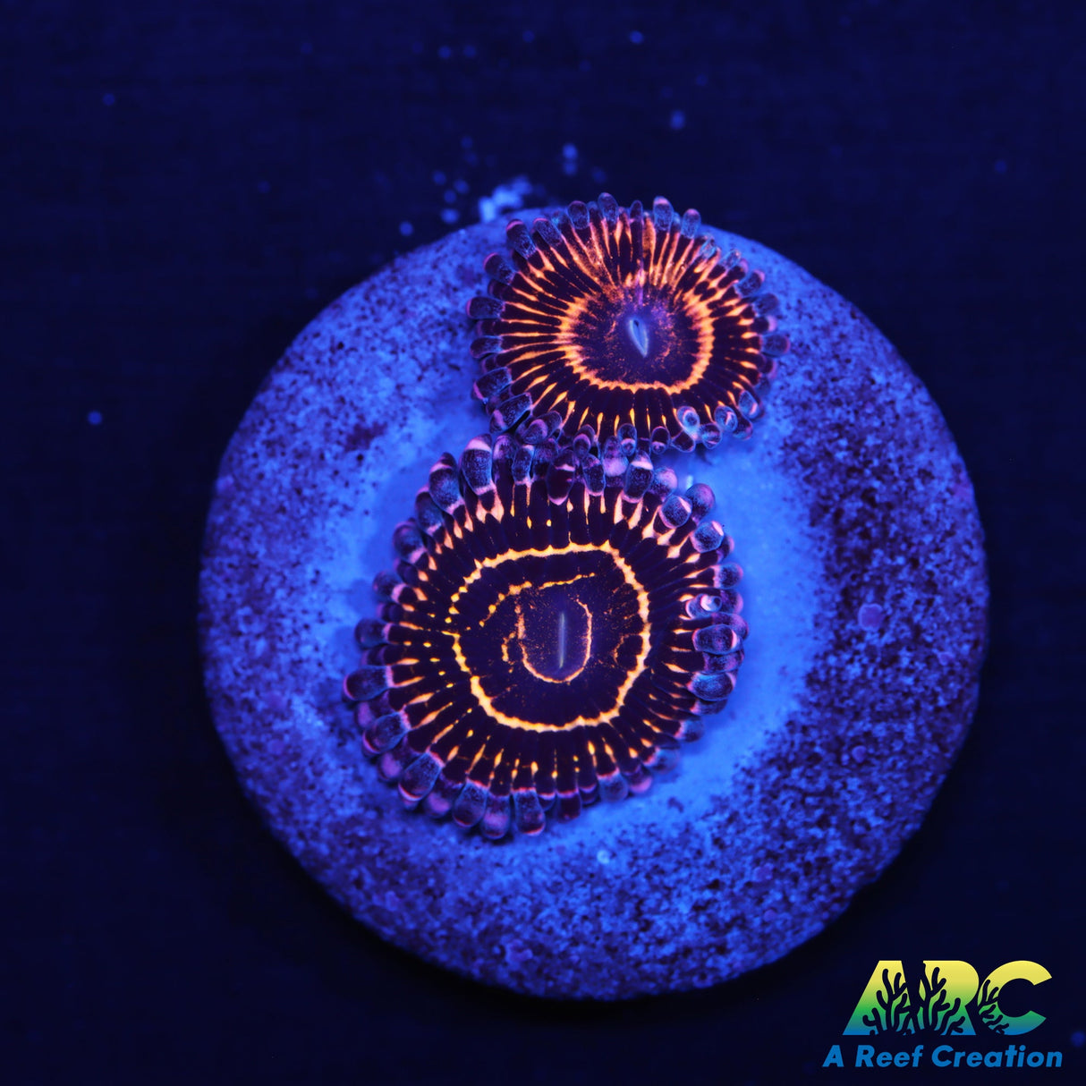 Stratosphere Zoas