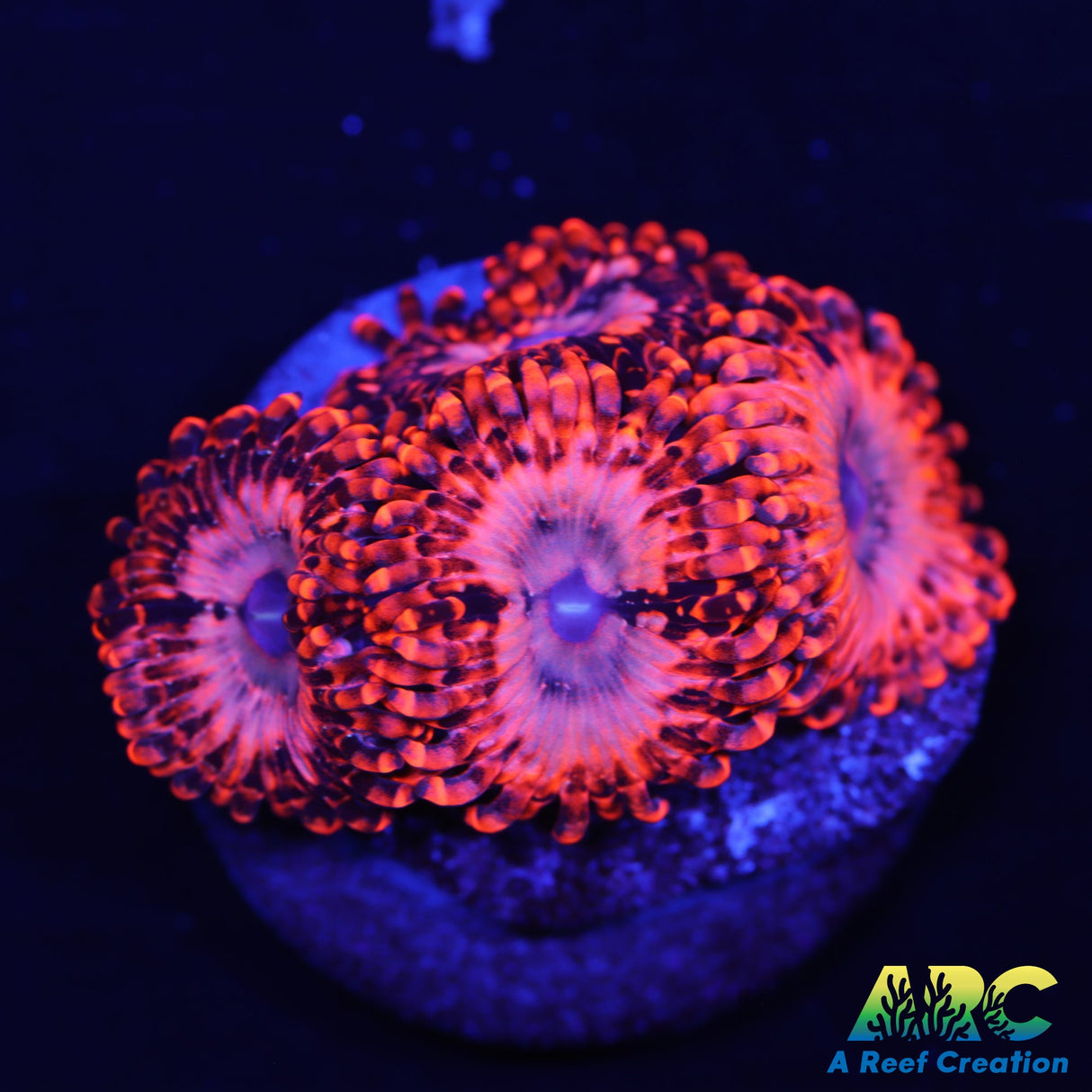 Utter Chaos Zoas