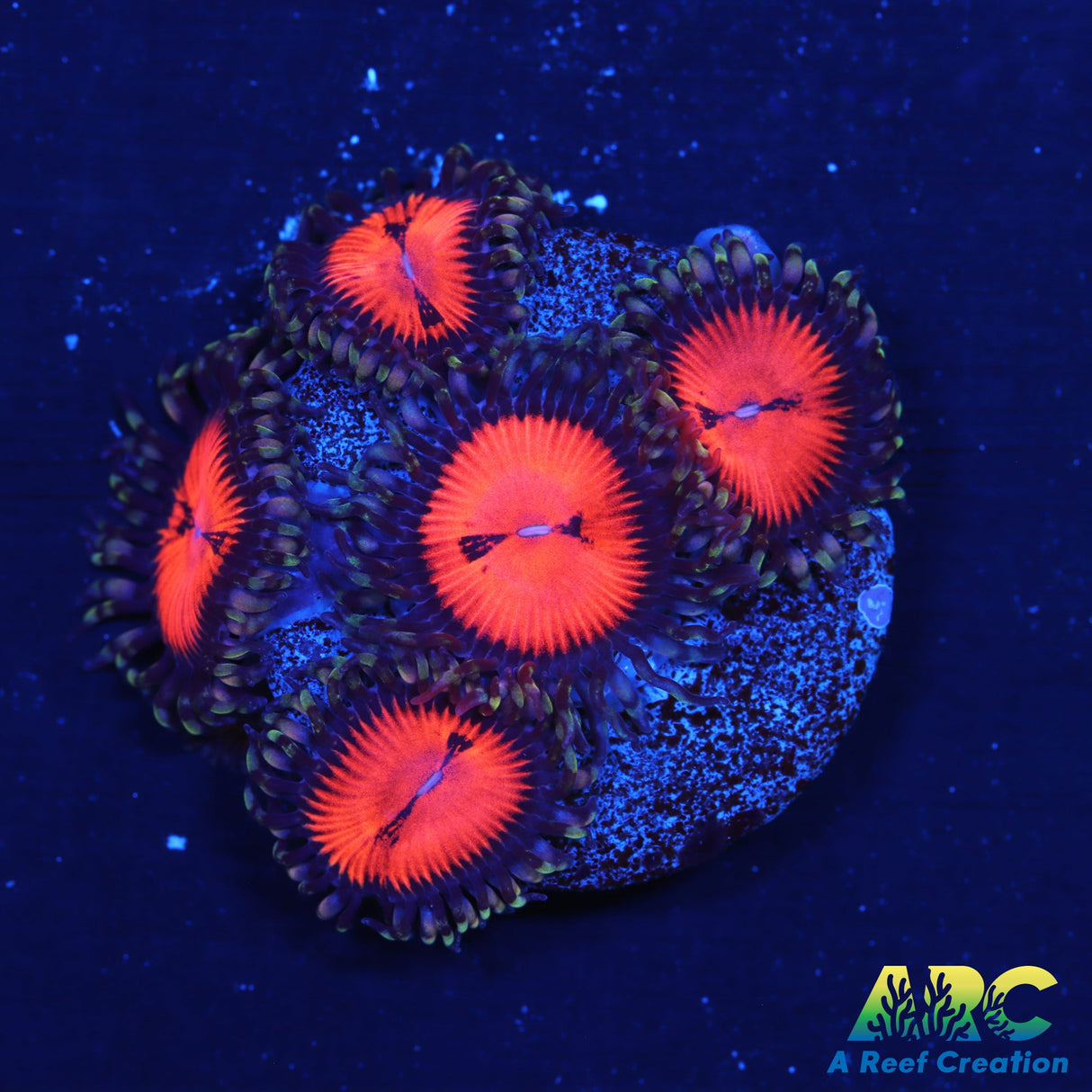 WWC Bloodsuckers Zoas