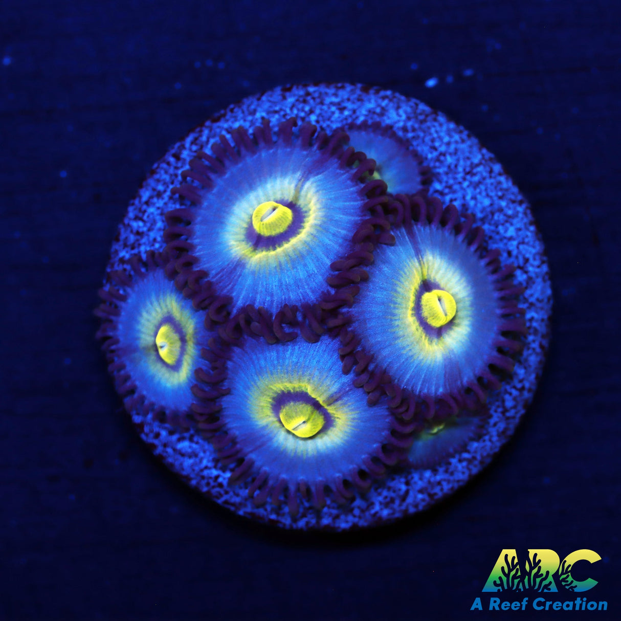 OG Wolverine Zoas