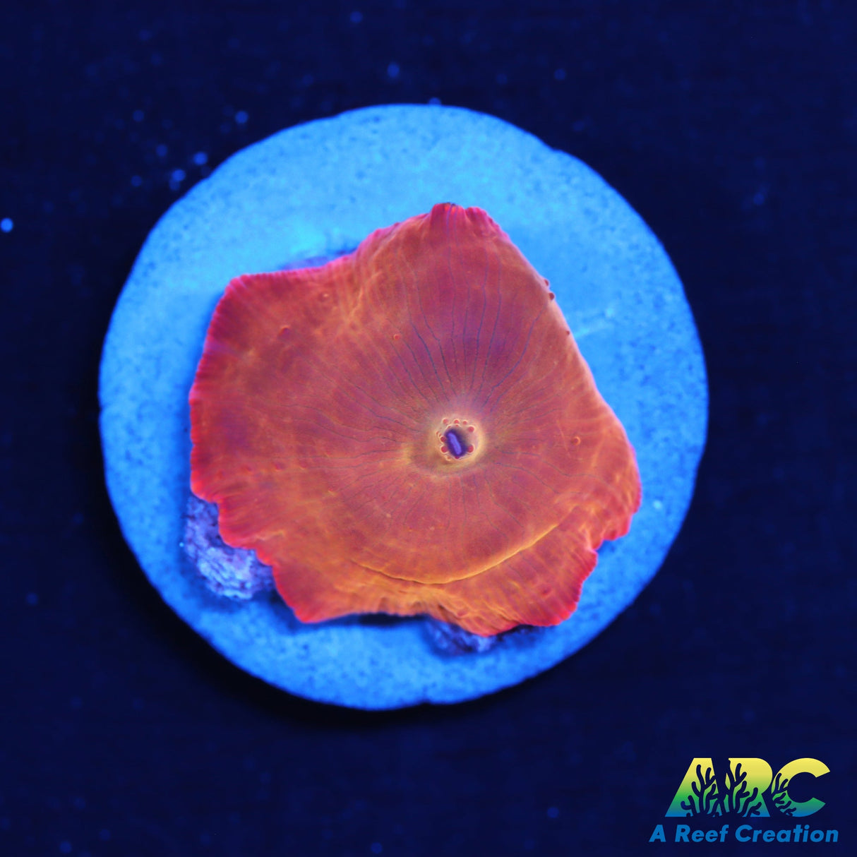 Iron Man Disco Mushroom