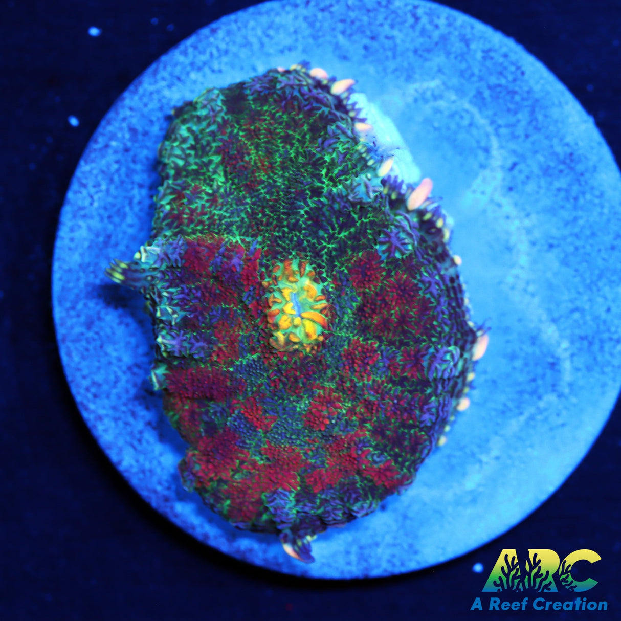 Persian Rug Rhodactis Mushroom