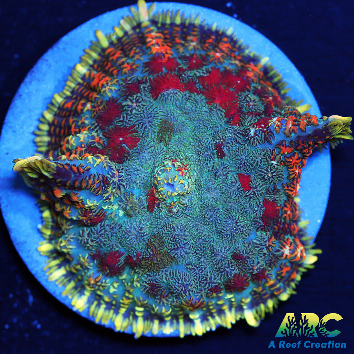 Persian Rug Rhodactis Mushroom