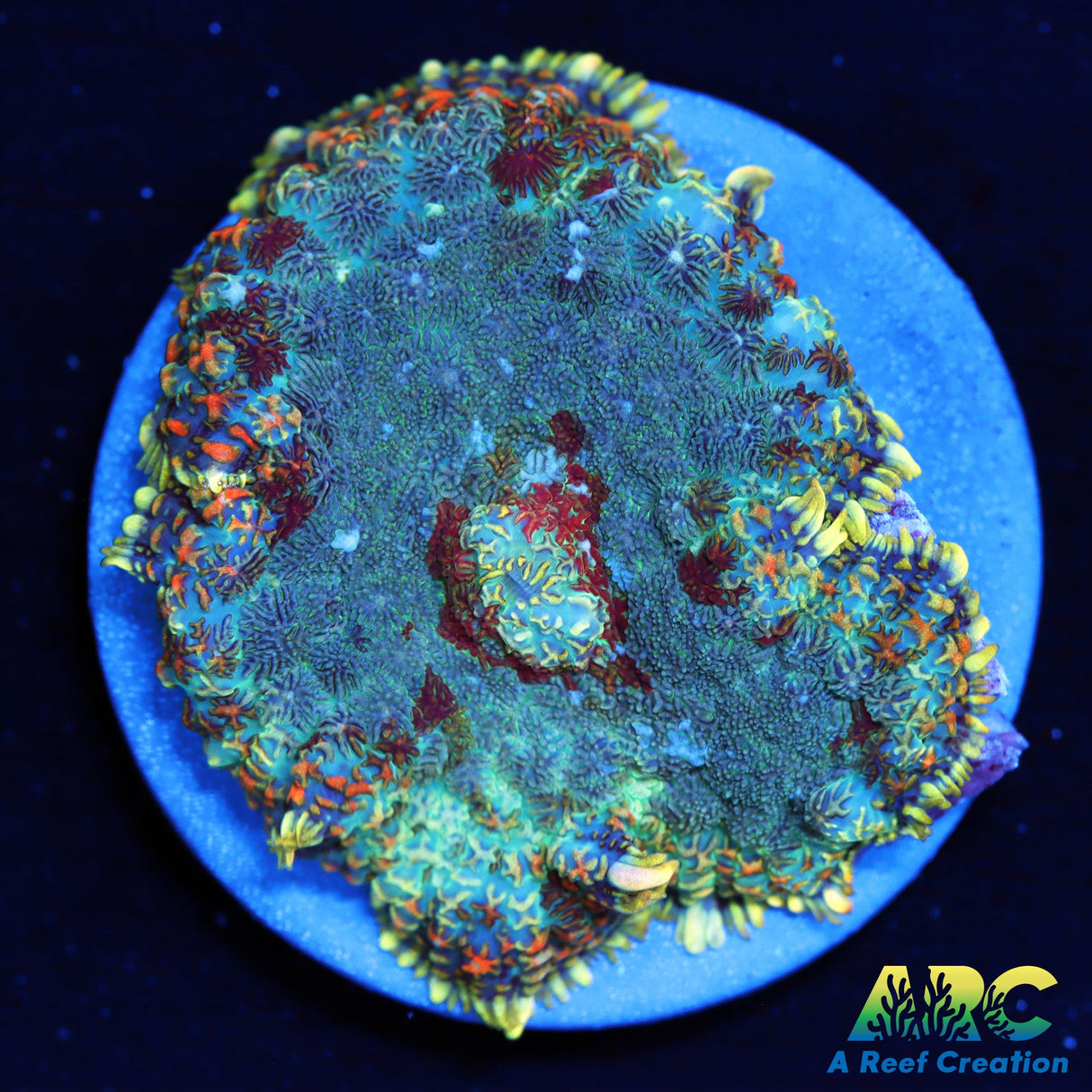 Persian Rug Rhodactis Mushroom