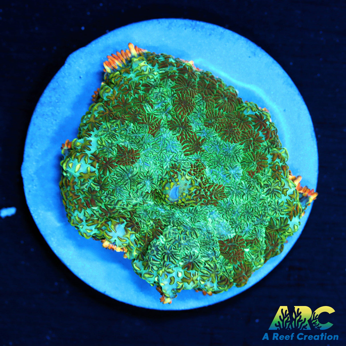 Persian Rug Rhodactis Mushroom