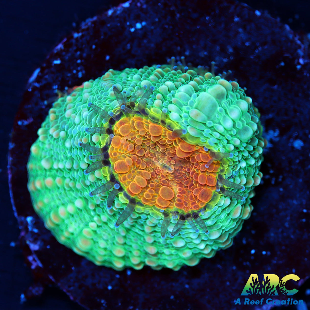 TCK Rainbow Acan Echinata