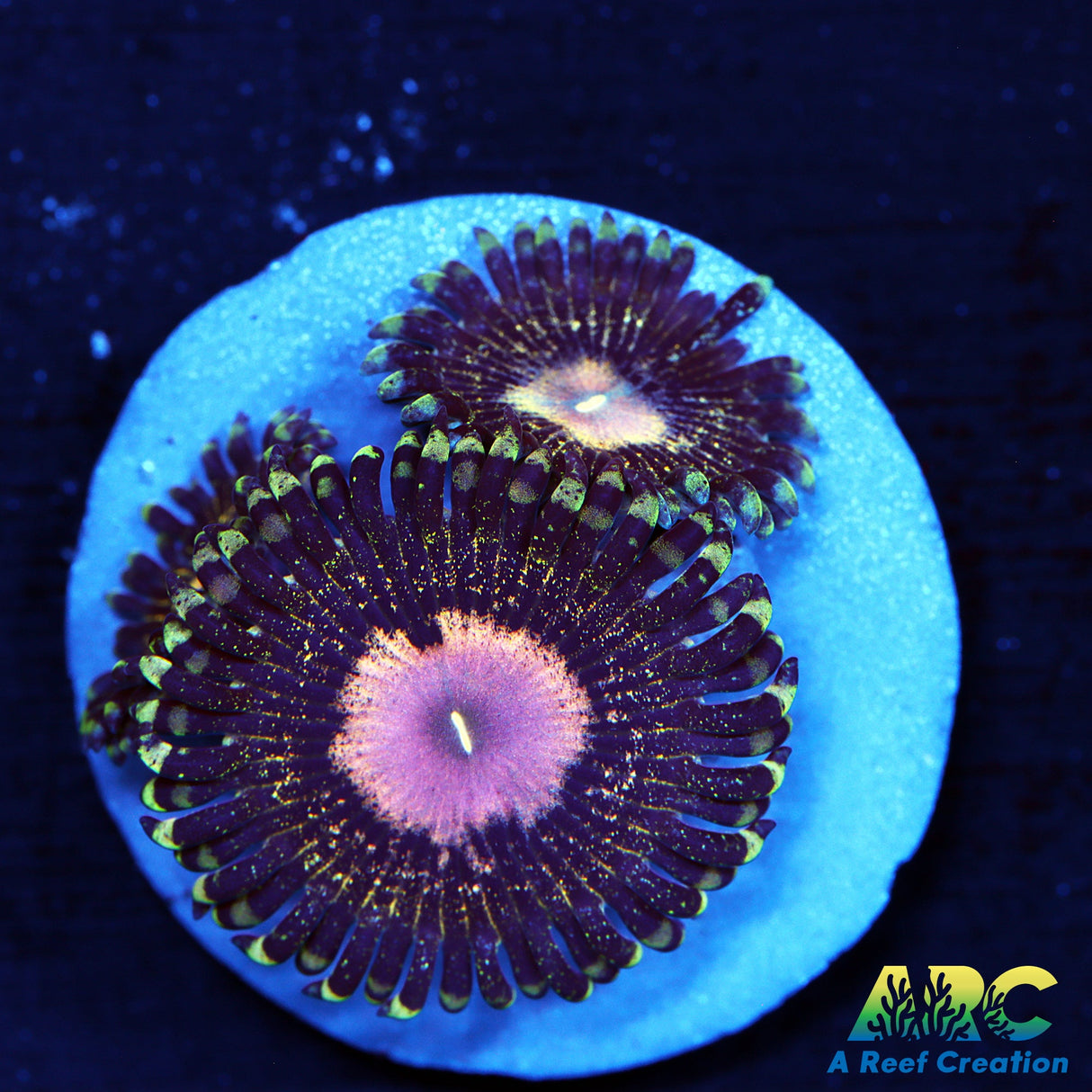 NYRA Peacock Nine6Seven Zoas