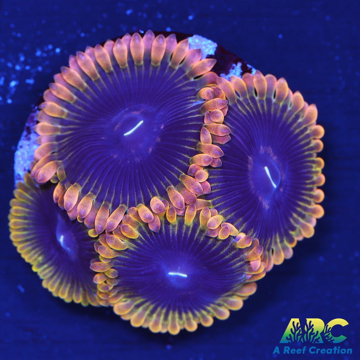 ARC Rainbow Zoa