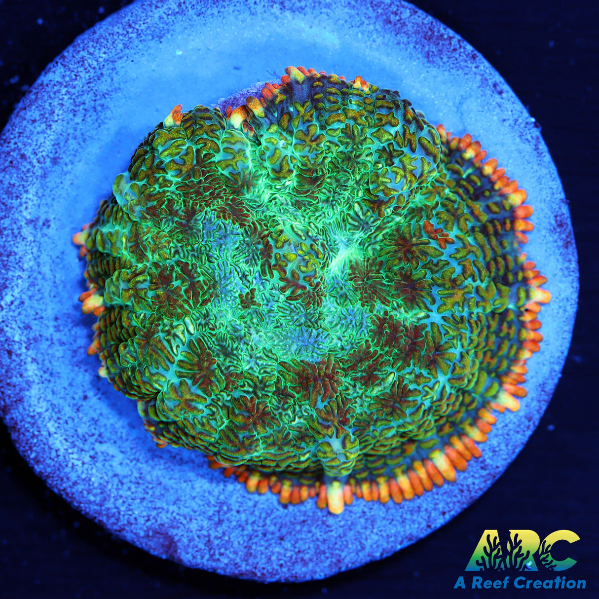 Persian Rug Rhodactis Mushroom