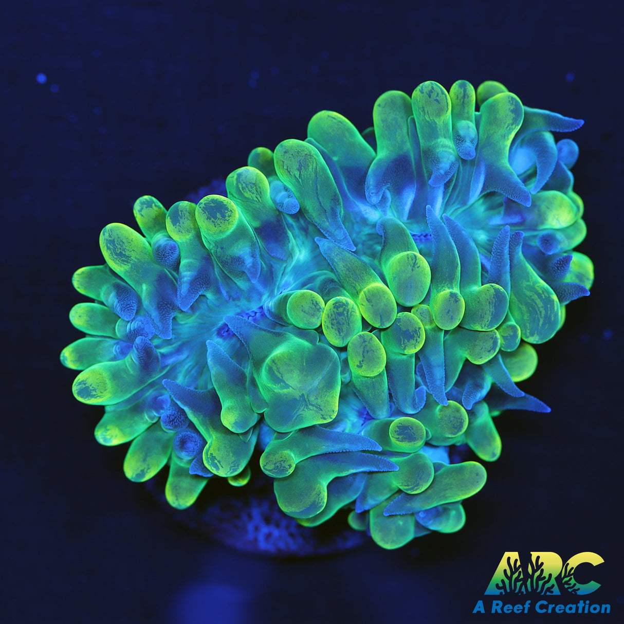 ARC Mini Bubble Coral