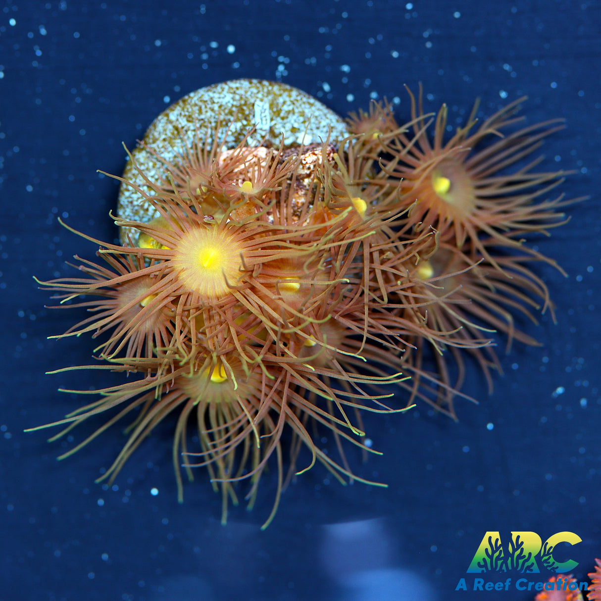 Yellow Parazoanthus Polyps