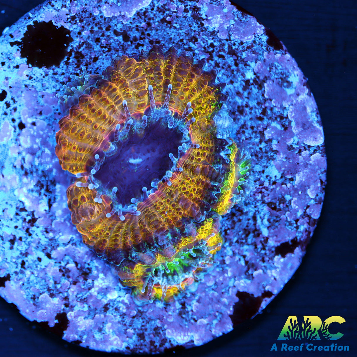 ARC Mellow Yellow Acan