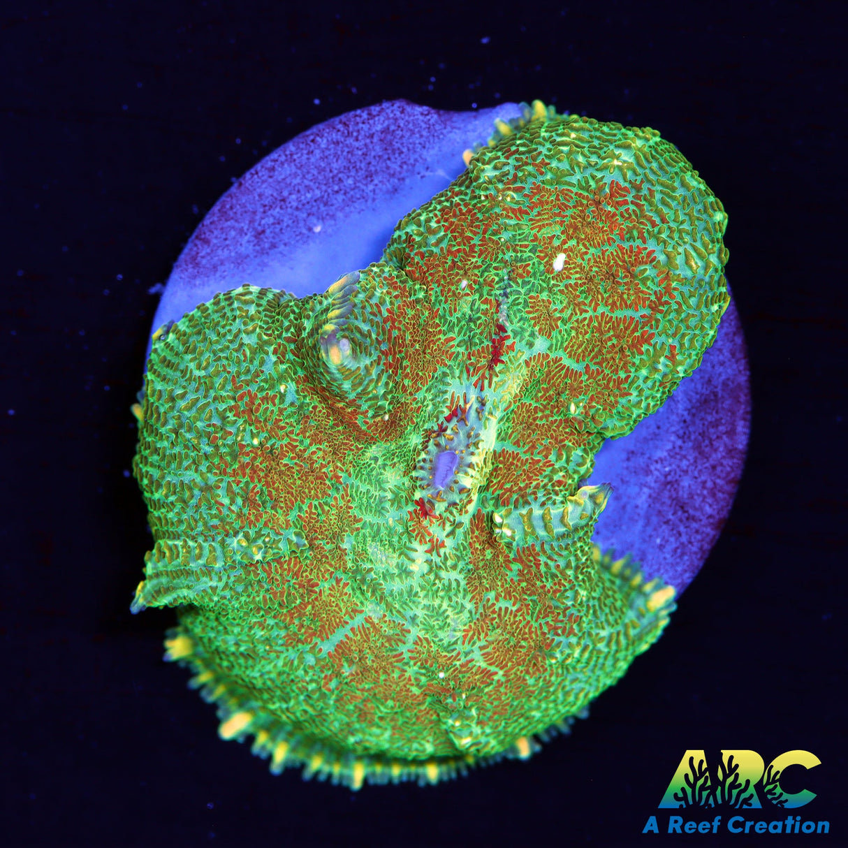 Persian Rug Rhodactis Mushroom