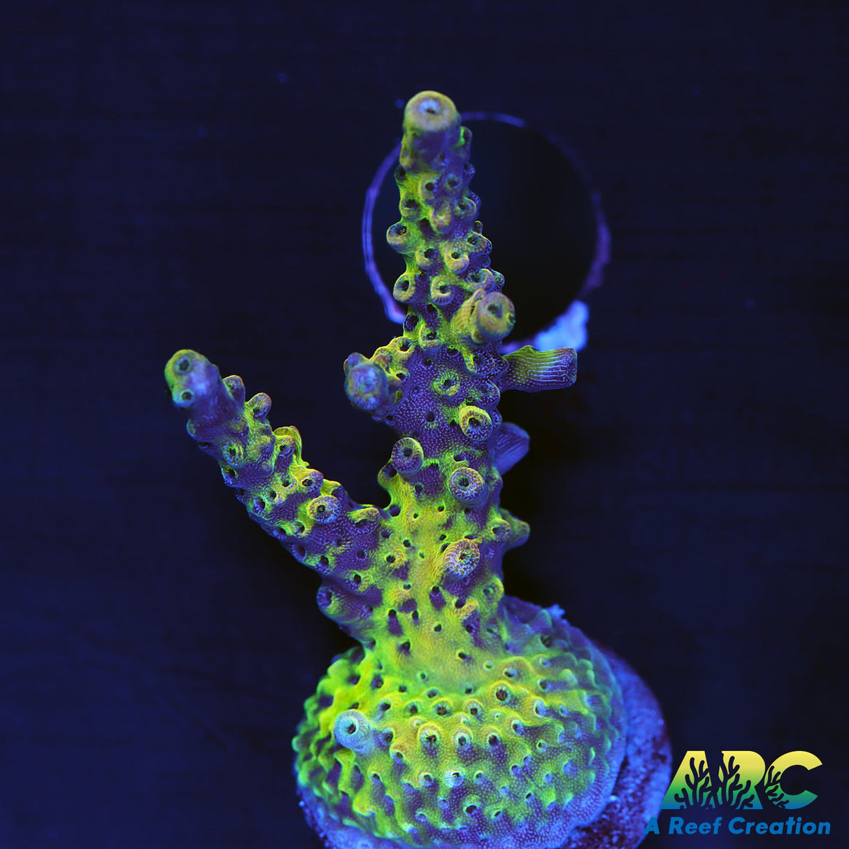 PC Rainbow Acro