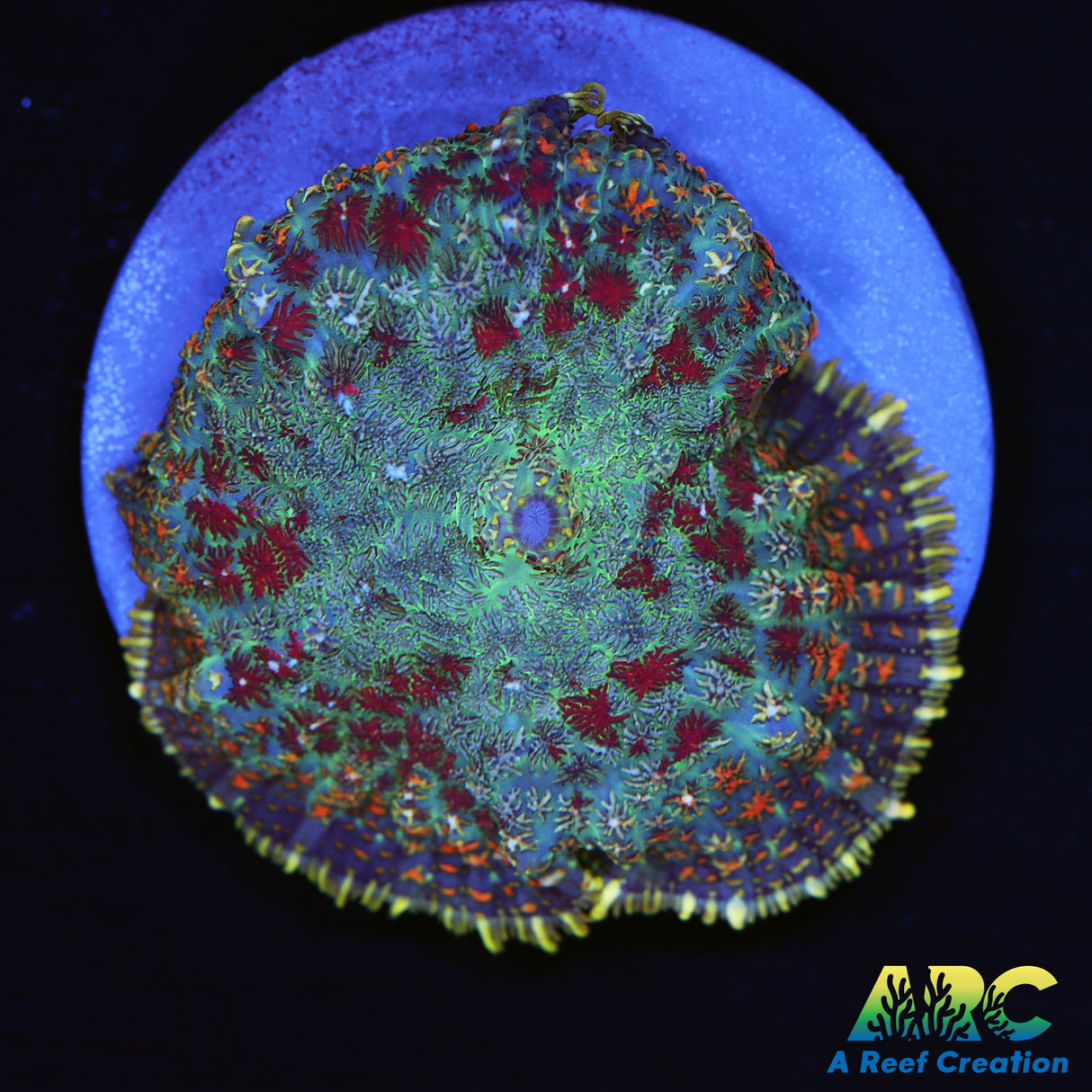 Persian Rug Rhodactis Mushroom