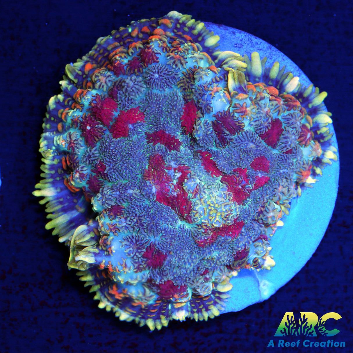 Persian Rug Rhodactis Mushroom