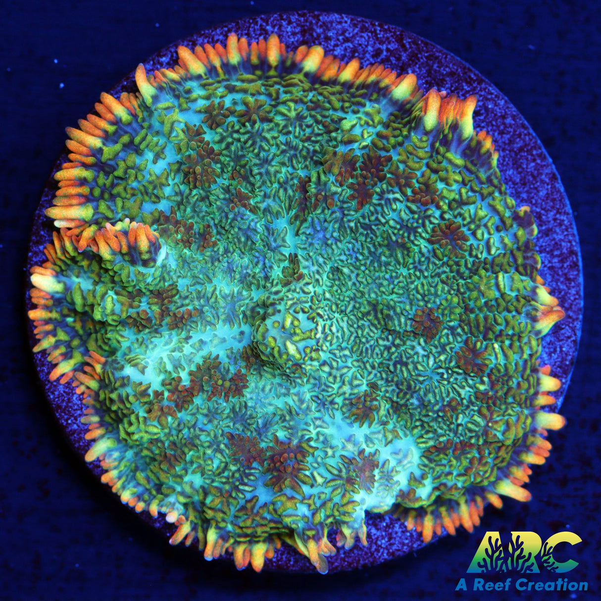 Persian Rug Rhodactis Mushroom