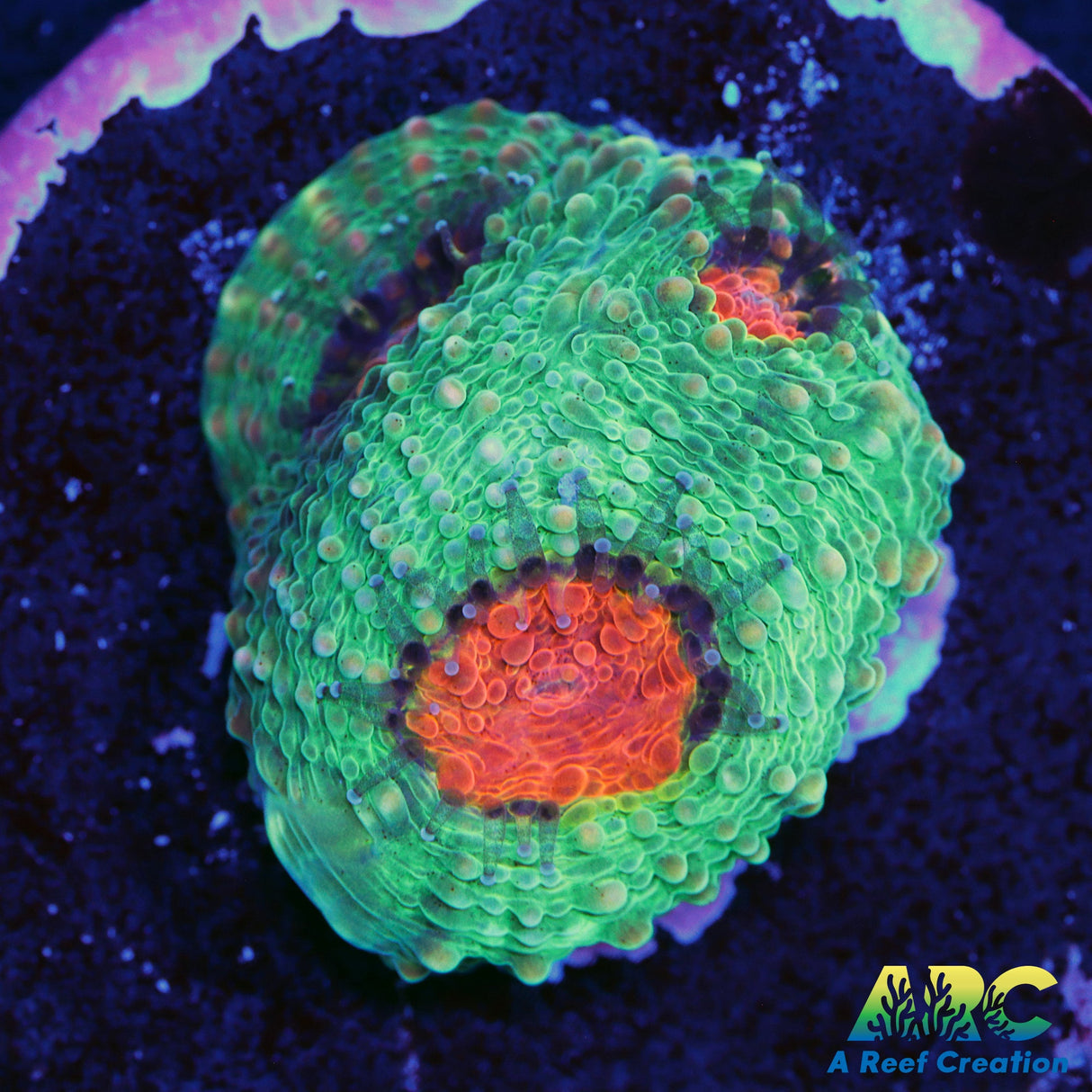 TCK Rainbow Acan Echinata