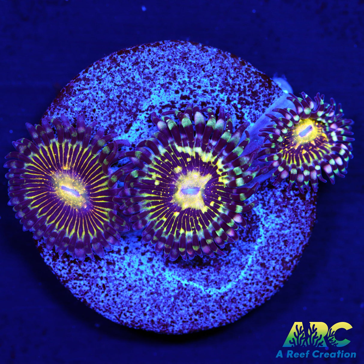 UC Grim Reaper Zoas