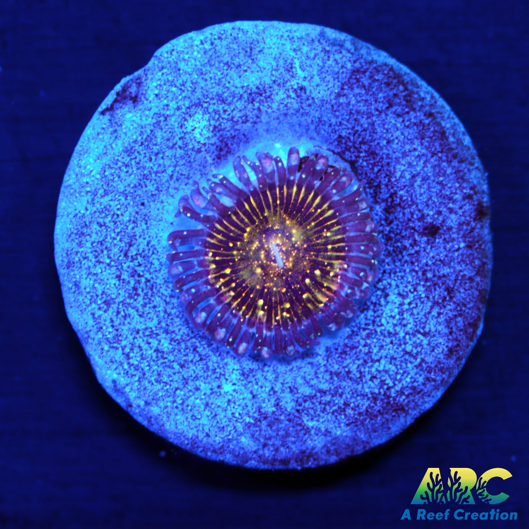 JF Frankies Acid Trip Zoa – A Reef Creation