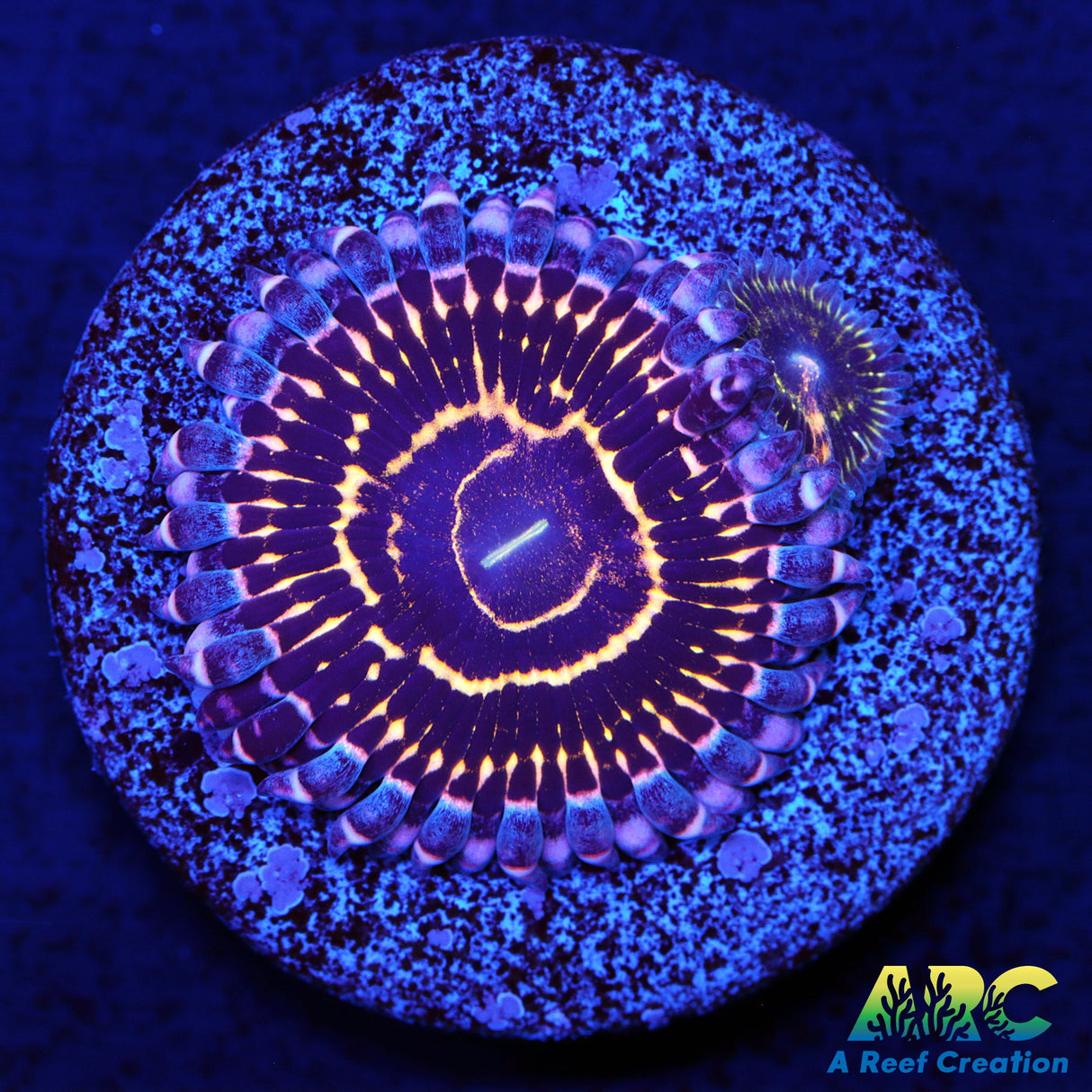 Stratosphere Zoas