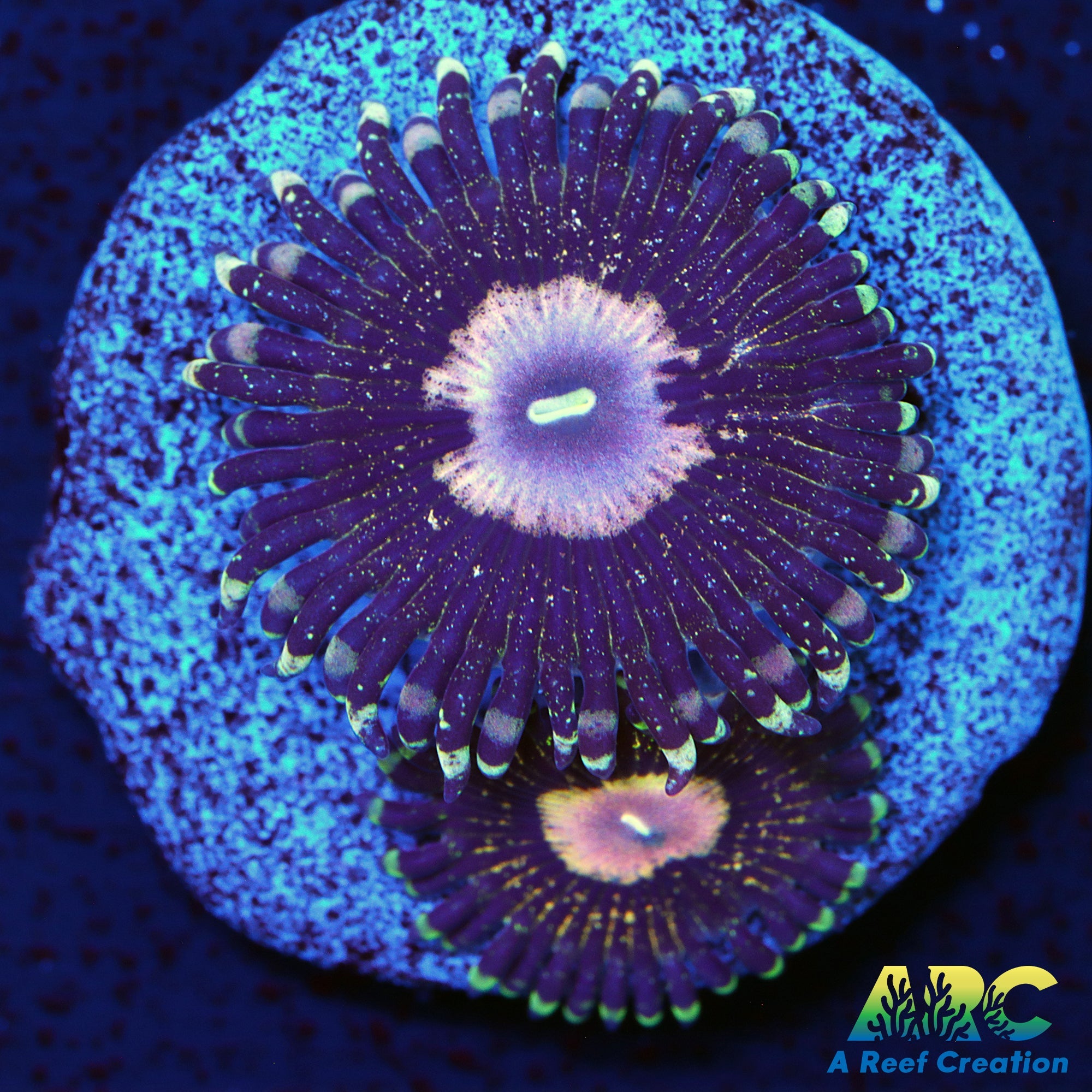 NYRA Peacock Nine6Seven Zoas – A Reef Creation