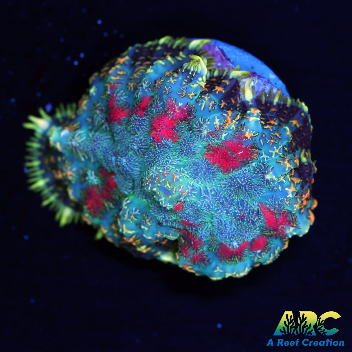 Persian Rug Rhodactis Mushroom