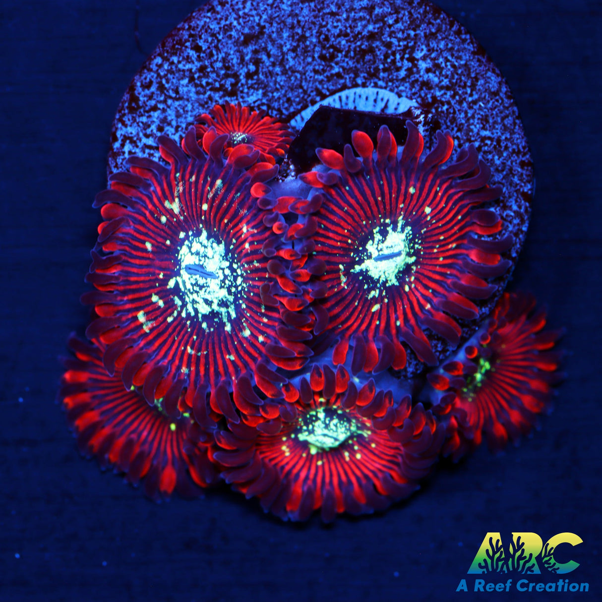 Magicians Zoas