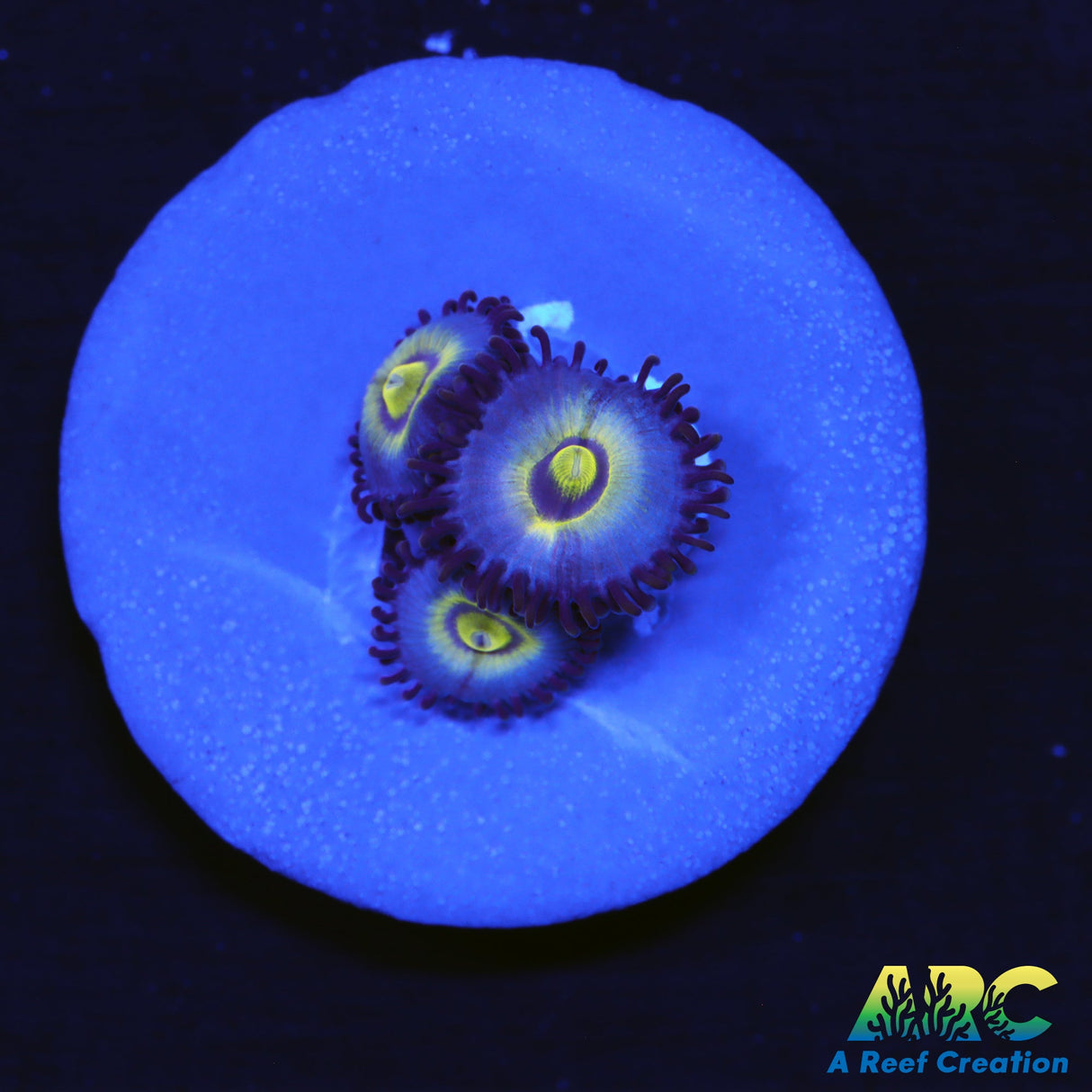 Outcast Zoas