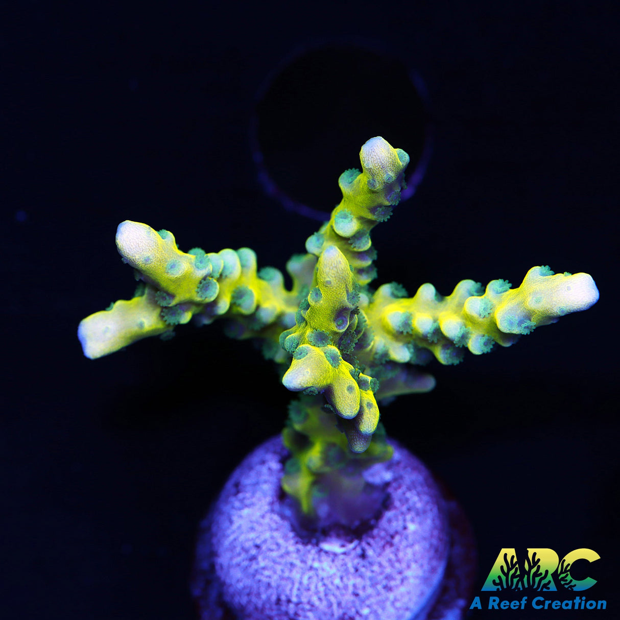 Green Goblin Anacropora