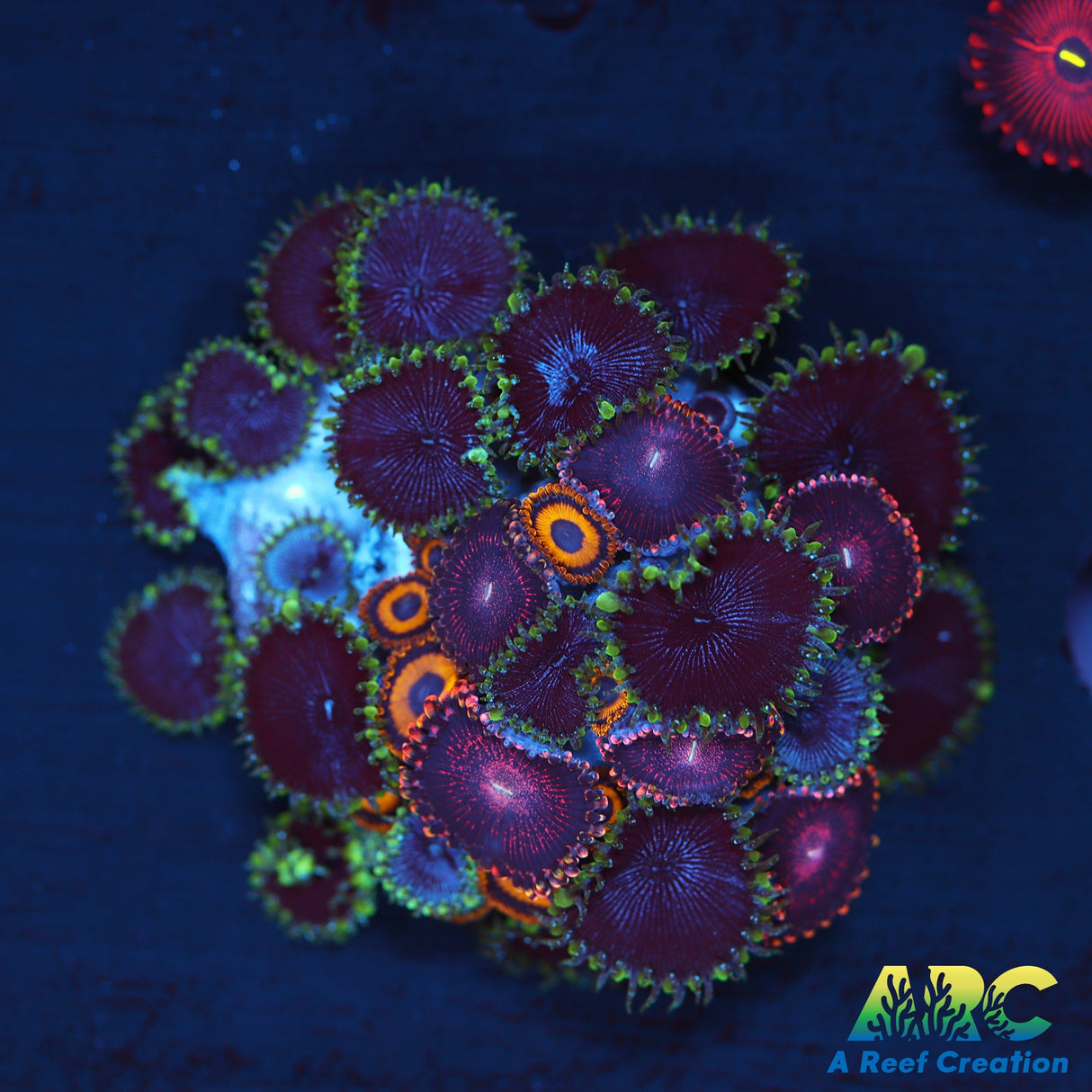 Polyps Combo